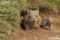 southern-hairy-nosed-wombat-captive-female-and-juvenile-at-burrow-entrance