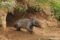 southern-hairy-nosed-wombat-captive-juvenile-at-burrow-entrance