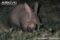 aardvark-digging-burrow