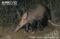 aardvark-foraging