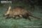 aardvark-moving-across-grass