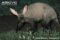 aardvark-muddy-from-digging