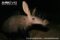 aardvark-showing-head-detail