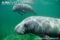 antillean-manatee-feeding-on-turtle-grass