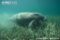 antillean-manatee-in-seagrass-bed-with-remoras