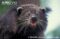 binturong-close-up-showing-whiskers