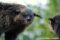 binturong-exhibiting-aggressive-behaviour