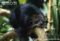 binturong-resting-on-tree-branch