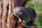 binturong-standing-in-a-tree