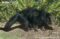 binturong-walking-quadrupedally-on-ground