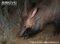 close-up-of-aardvark-digging-for-food