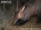 close-up-of-aardvark-digging-for-food