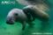 florida-manatee-courtship-male-rubbing-his-sensitive-snout-on-a-larger-female