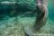 florida-manatee-in-upright-posture