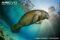 florida-manatee-underwater-viewed-from-below