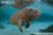 florida-manatee-very-young-individual-with-wrinkled-skin