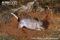 greater-bilby-digging