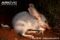 greater-bilby-eating-insect-prey