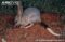 greater-bilby-foraging-for-food