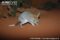 greater-bilby-foraging-for-food2