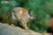 numbat