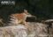 numbat-with-long-tongue-out