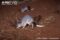 pair-of-greater-bilbies-foraging-in-desert