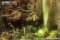 water-chevrotain
