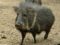 chaco-peccary-male