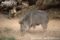 chacoan-peccary