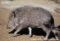 chacoan-peccary-walking