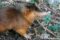 close-up-of-a-hispaniolan-solenodon