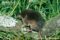 common-shrew