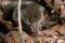 common-shrew-feeding-on-a-worm