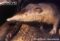 hispaniolan-solenodon-head-detail