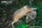 hispaniolan-solenodon-walking