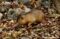 hispaniolan-solenodon-walking-in-leaf-litter