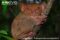 philippine-tarsier