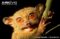 philippine-tarsier-head-detail