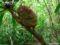 philippine-tarsier-in-habitat