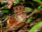 philippine-tarsier-with-infant