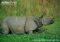 indian-rhinoceros-feeding-on-water-hyacinth