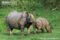 indian-rhinoceros-female-with-calf