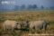 indian-rhinoceros-pair-in-courtship