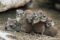 female-and-young-rock-hyrax-huddling-to-conserve-body-heat