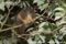 lemuroid-ringtail-possum-on-a-branch