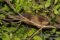 lemuroid-ringtail-possum2