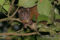 lemuroidringtailpossum