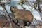 rock-hyrax-climbing-in-a-tree