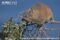 rock-hyrax-feeding-in-a-tree